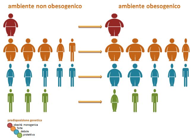 Obesità. Individuati due nuovi sottotipi metabolici